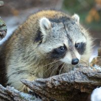 Can a Raccoon Harm Your Pets