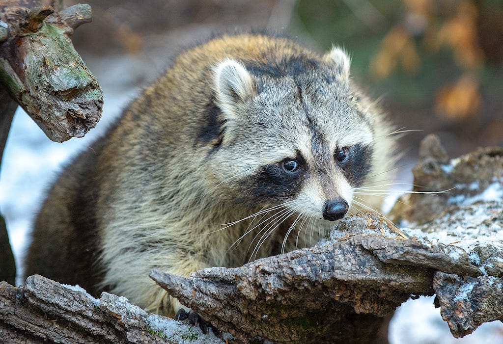 Can a Raccoon Harm Your Pets