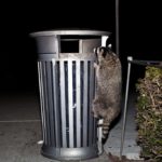 How to Keep Raccoon Out of Your Trash