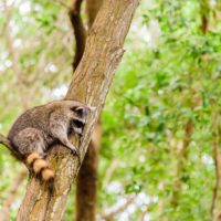 How to Safely Clean Raccoon Feces