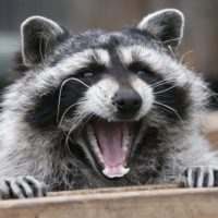 How to Tell if A Raccoon Has Rabies