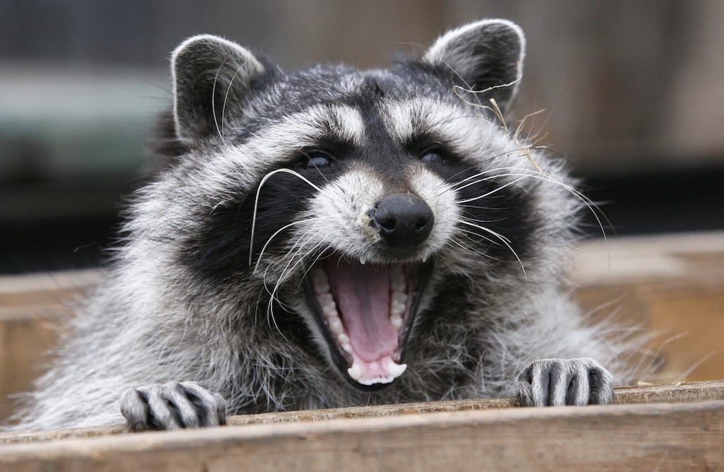 How to Tell if A Raccoon Has Rabies