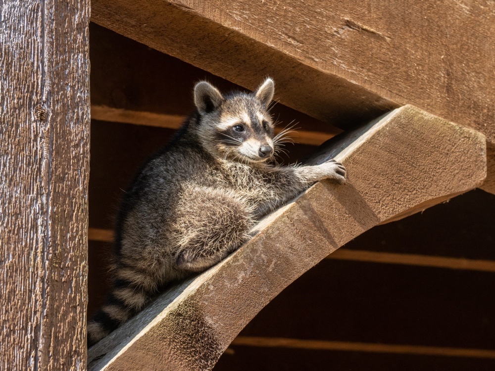 How to Tell if a Raccoon Has Babies small