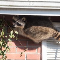 Humane Raccoon Trapping and Removal