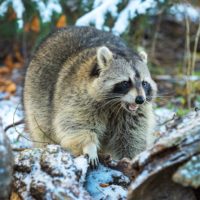 Raccoon Baby Season - What You Need to Know