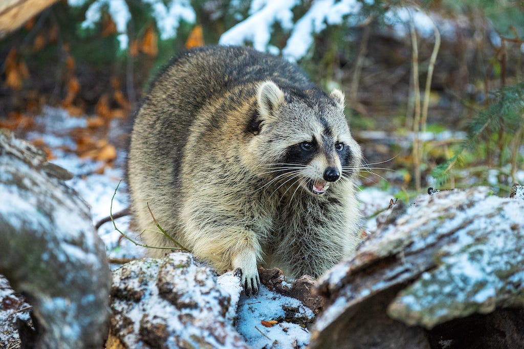 Raccoon Baby Season - What You Need to Know